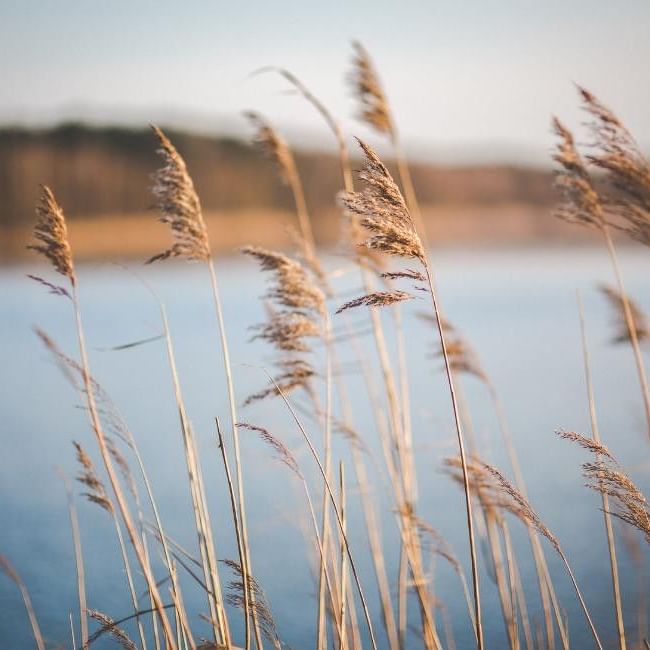 Tall reeds in front of a calm lake, suggesting a peaceful day out in Milton Keynes.