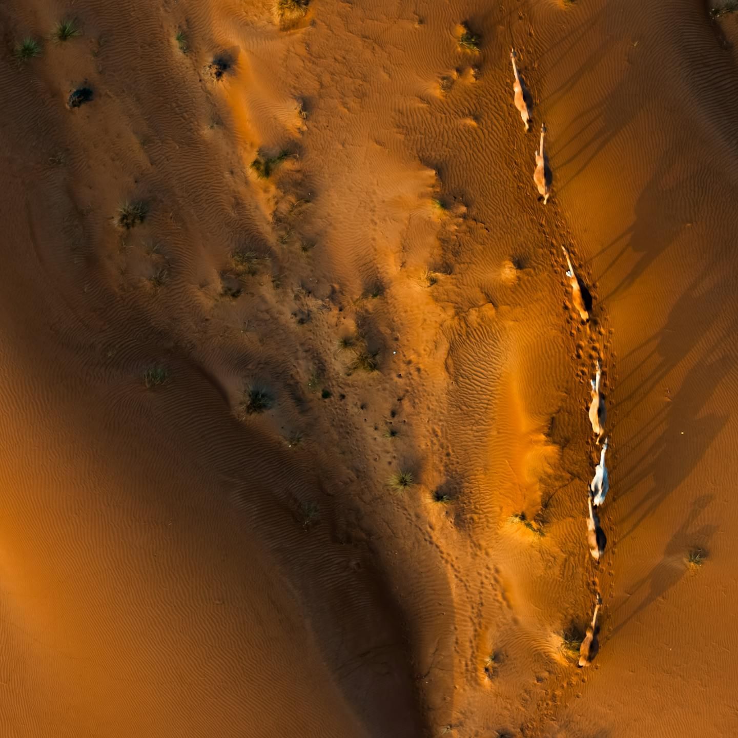 Sharjah Desert Park