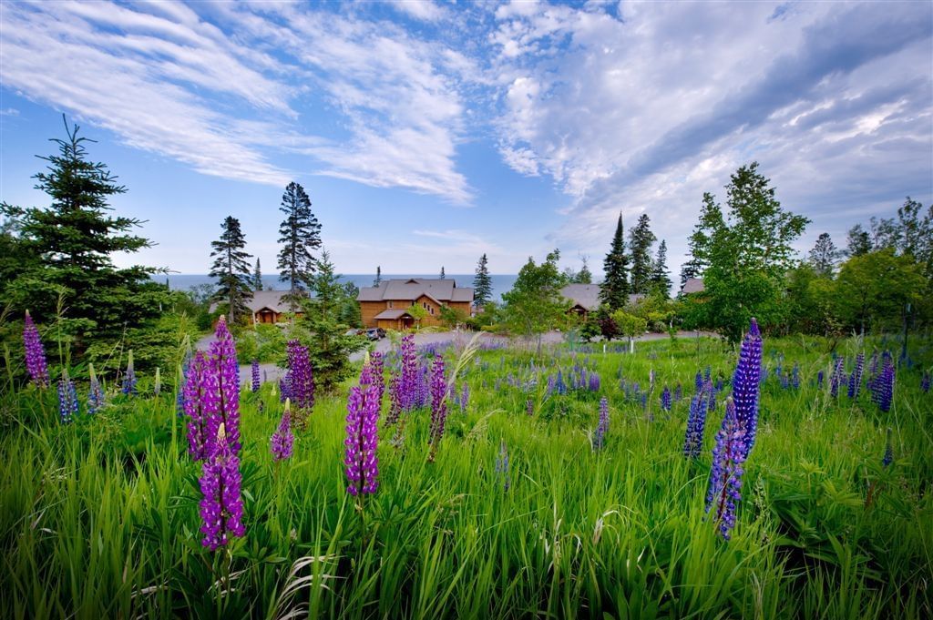 Purple flowers in the fields near Lutsen Resort
