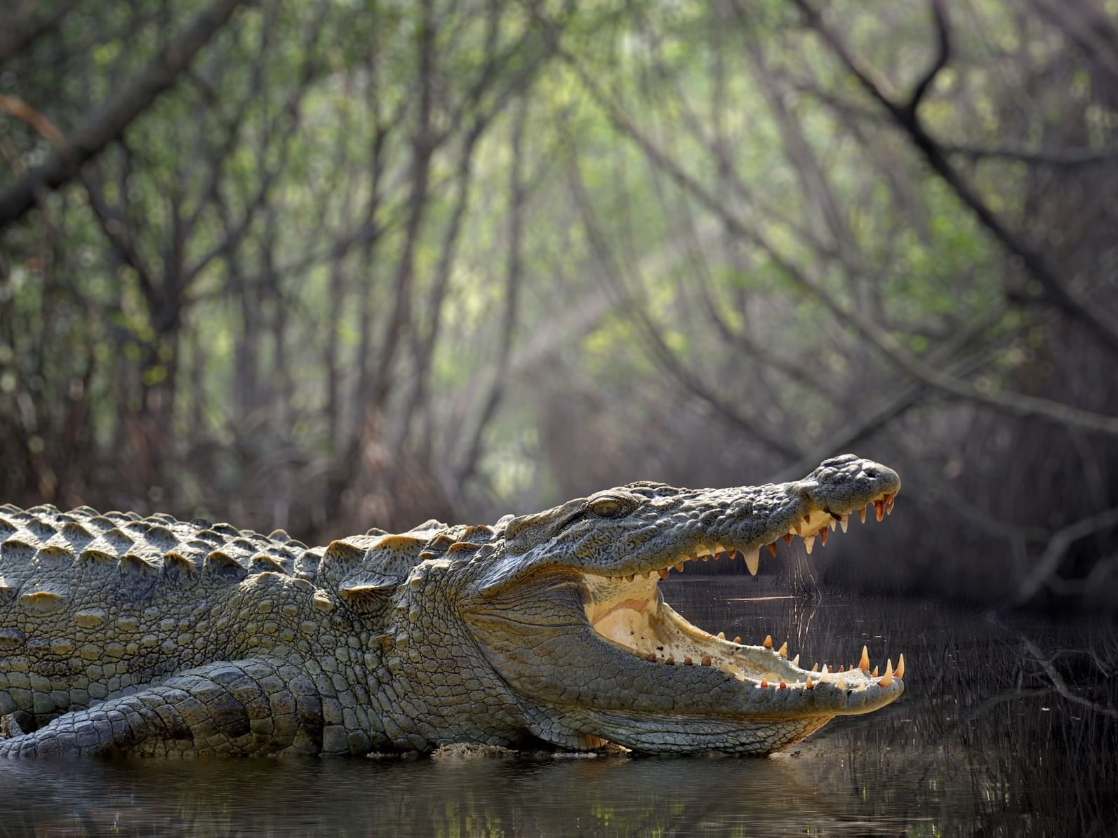 Close-up of a nile crocodile in El Salado Estuary near Plaza Pelicanos Grand Beach Resort