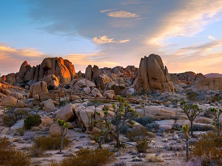 Joshua Tree Nation Park near 7 Springs Inn & Suites