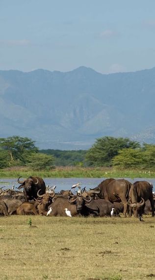 Herd of buffalos in a field near Serengeti Serena Safari Lodge