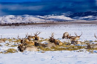 Elk Refuge photo credit Mimi Payne Photography