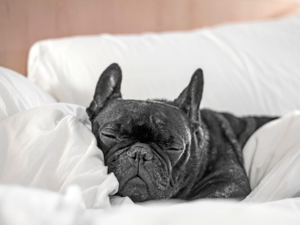 Close-up of a dog sleeping on a bed at Hotel Parq Central