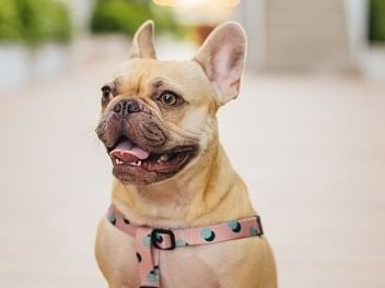 Close up of a French bulldog sitting near The Magnolia Hotel