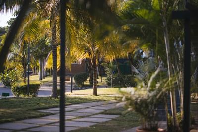 Pathway lined with palm trees at Cha Cha Hotel