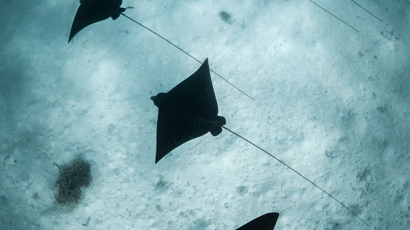 Fever of rays undersea near Heron Island Resort