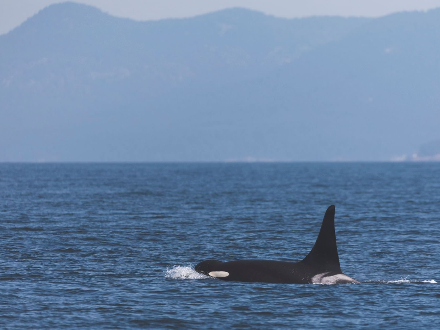 Close-up of a killer whale gliding through the ocean near Huntingdon Manor