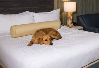 a dog laying on a bed