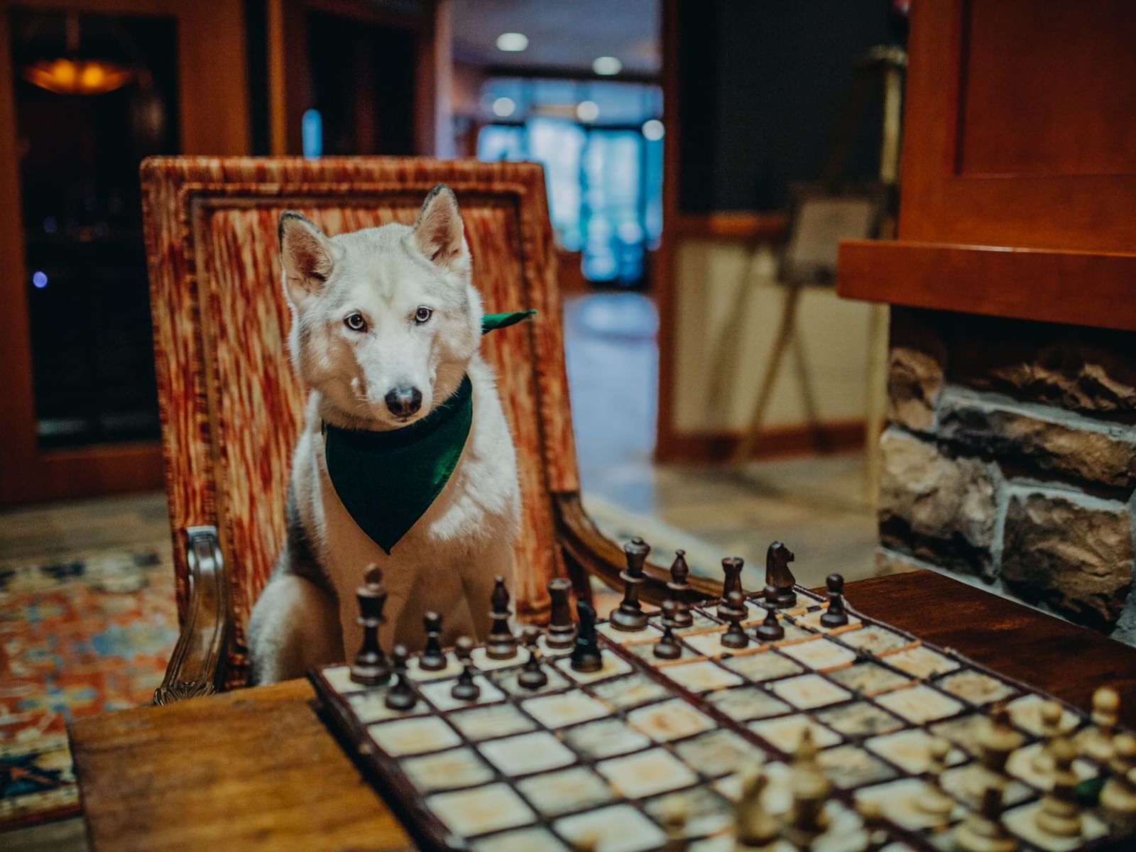 White dog with a green bandana sits on a chair in front of a chessboard near High Peaks Resort