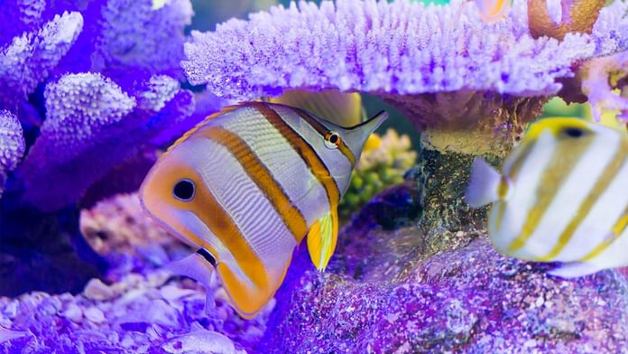 Deux poissons nageant parmi des coraux vibrants dans un aquarium aux Hôtels Oceania