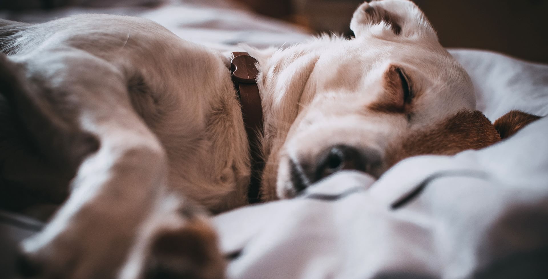 dog sleeping on bed