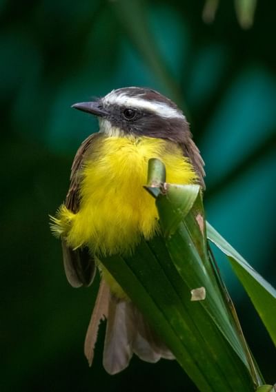 Pájaro amarillo y negro