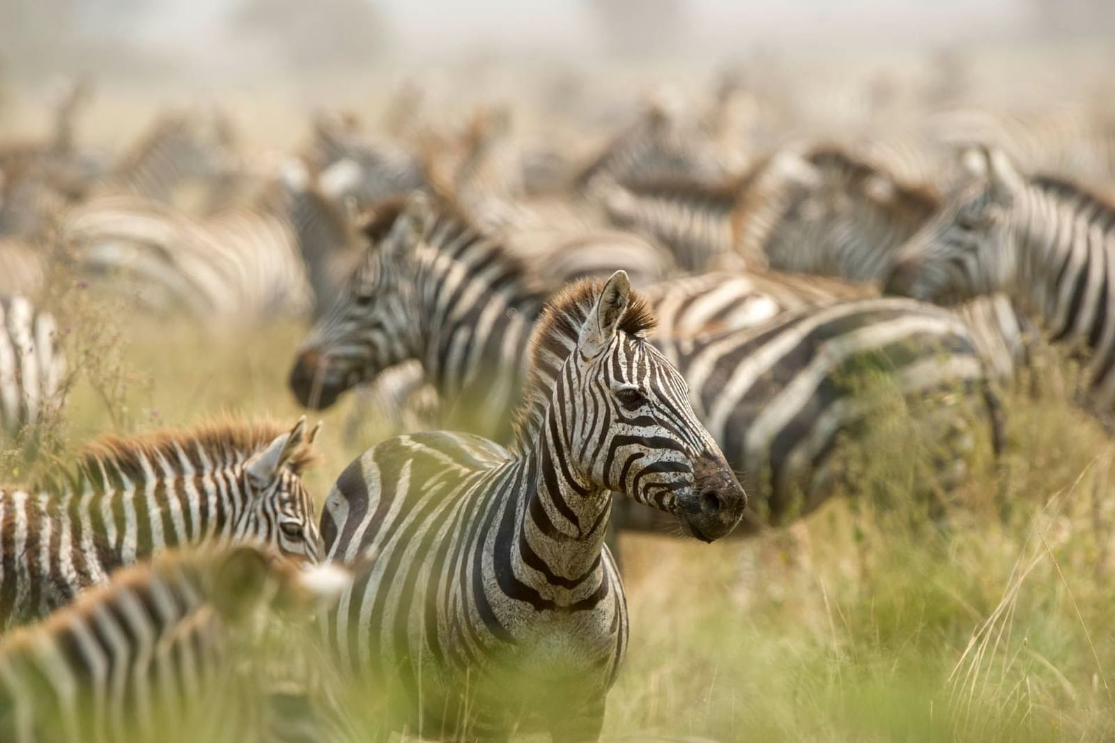 Closeup of zebras in the wild near Serengeti Serena Hotel