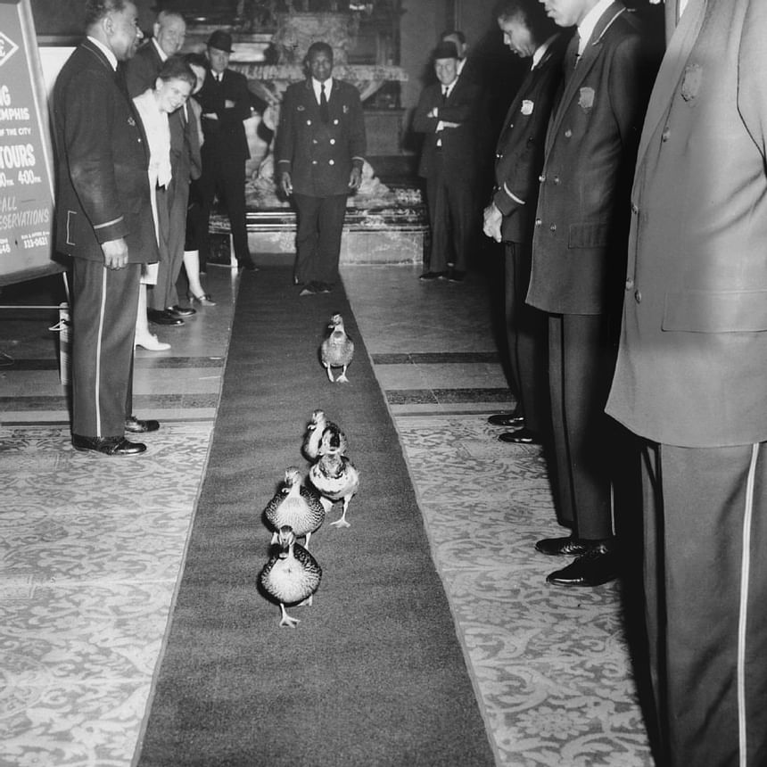 1947 image of Peabody Ducks at Peabody Hotels & Resorts