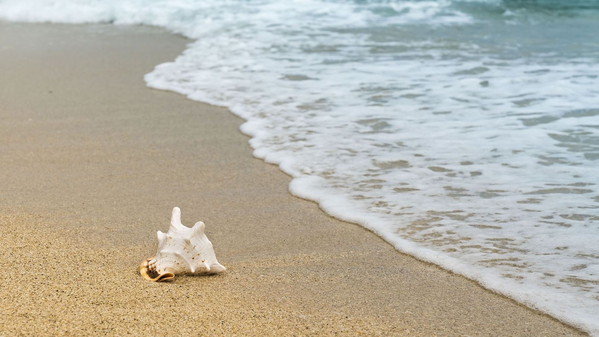 Closeup of a Broken seashell on the beach near Originals Hotels