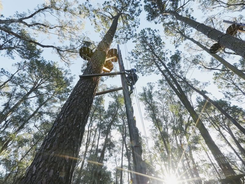 High Ropes & Zip Lining near Pullman Bunker Bay Resort