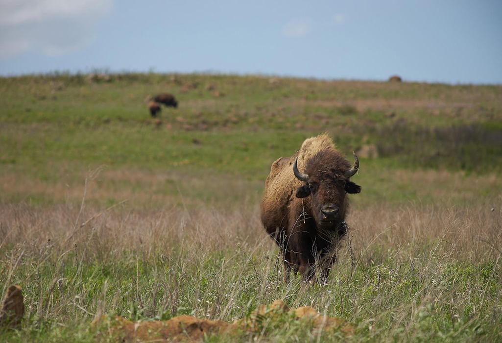 buffalo in the prarie