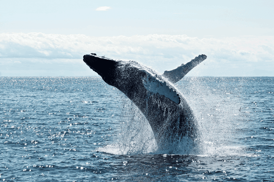 a whale jumping out of the water