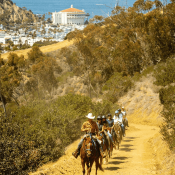 Horseback Riding Catalina article image