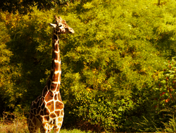 Giraffe at the Cape May Zoo near our hotel in Cape May NJ