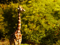 giraffe near bushes