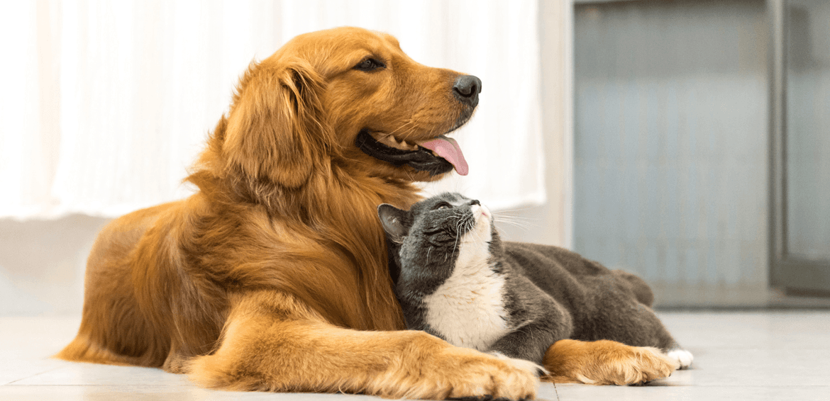 YOUR FOUR-LEGGED FRIENDS ARE WELCOMED