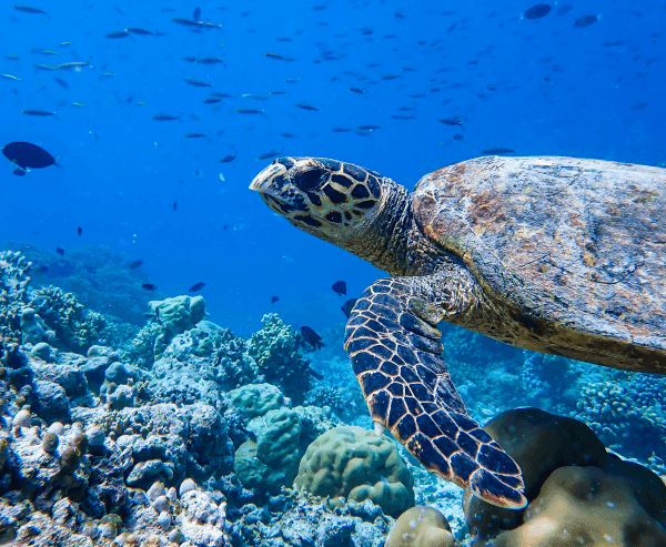 Grand Park Kodhipparu Maldives Turtle found from snorkelling