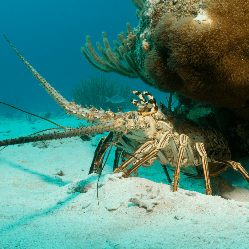 A spiny lobster crawling along the sandy ocean floor in the clear, turquoise waters of Key Largo, Florida.