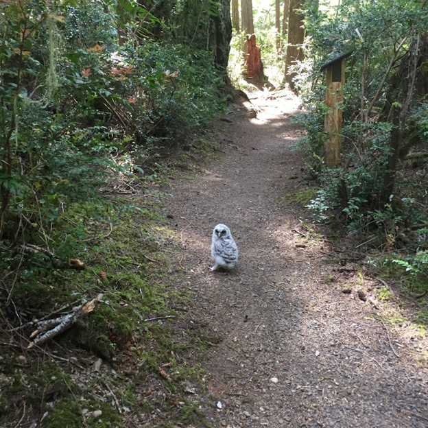 A Barred Owl on a trail at Alderbrook Resort