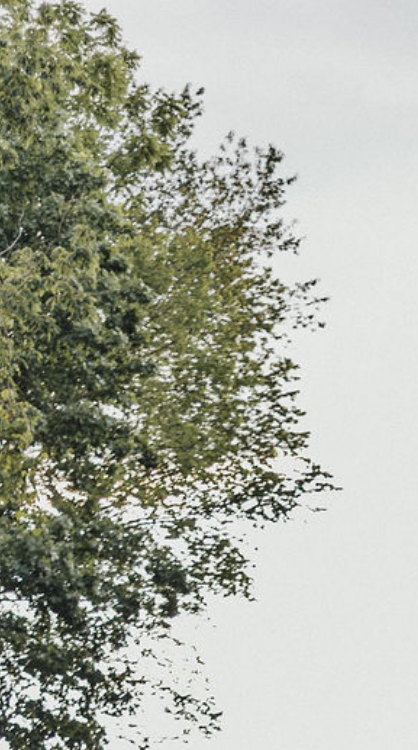 Decorative Tree Image - Left