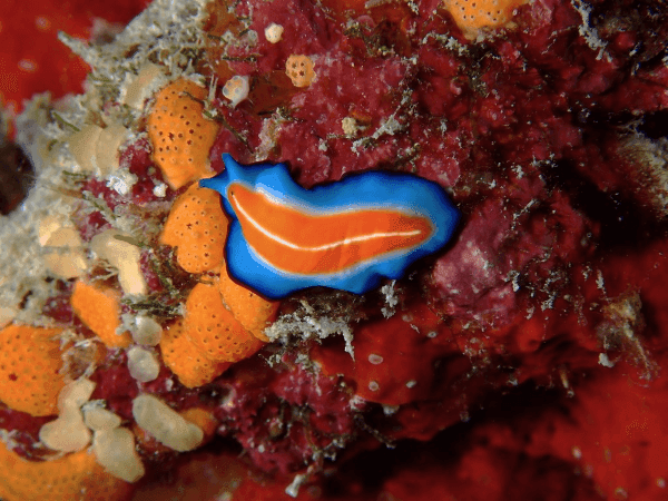 Flat Worm at the house reef of Grand Park Kodhipparu Maldives