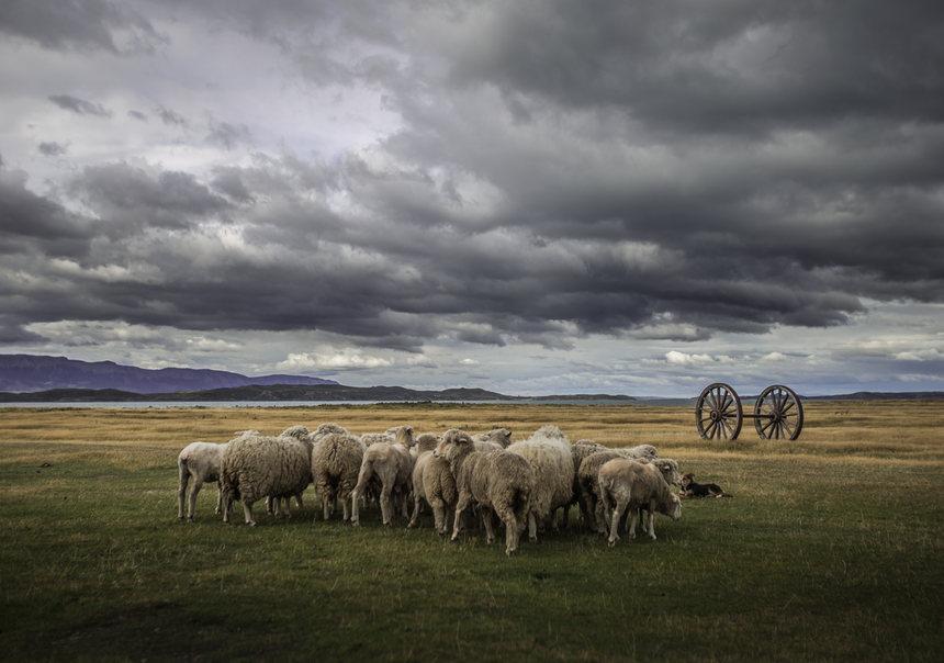 Landscape with a flock of sheep near Singular Patagonia