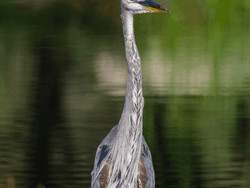 A bird captured in the water near ICONA Avalon Resort