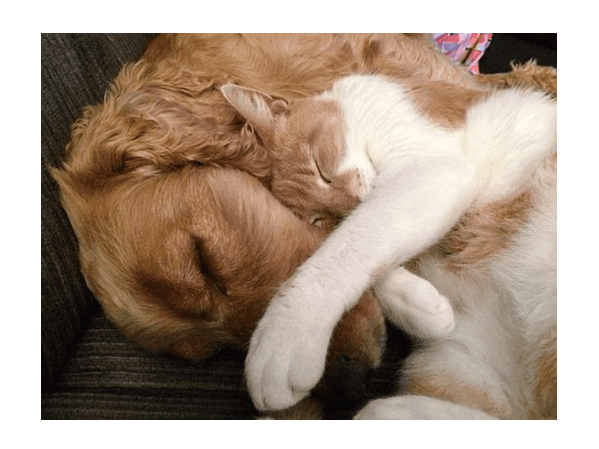 Dog and cat sleeping peacefully on a sofa at The Glenmore Inn & Convention Centre