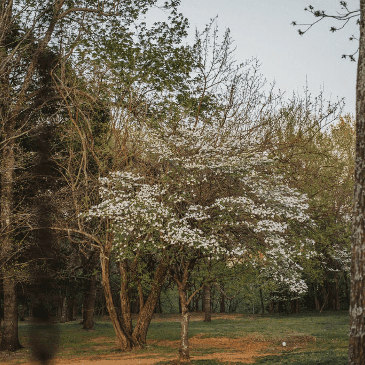 A serene forest with blooming white trees and green grass, ideal for a Spring Walk and Picnic on the Hill.