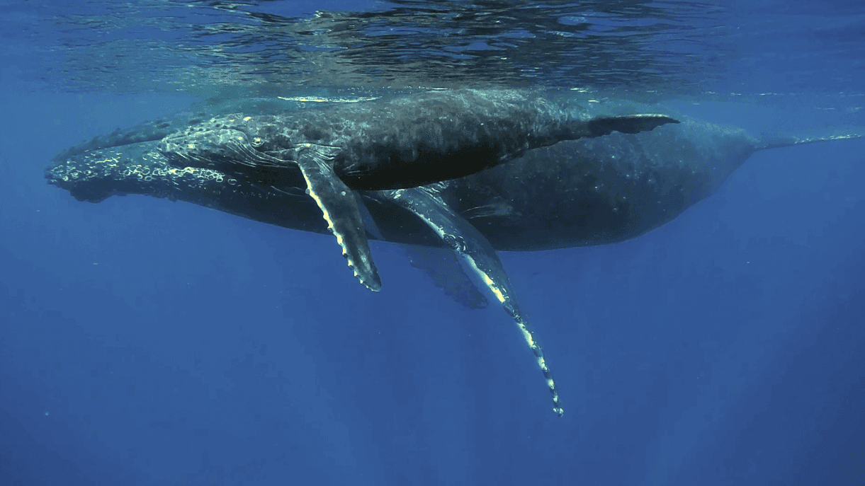 Two whales swimming together in the ocean, one positioned above the other.
