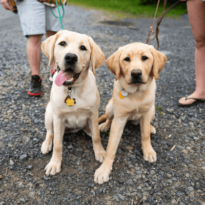 Two golden retriever puppies sitting side by side on a gravel path at La Tourelle Hotel and Spa