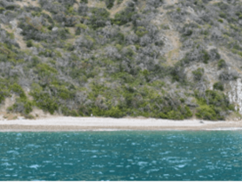 Scenic view of Italian Gardens with lush green trees near Catalina Island Company