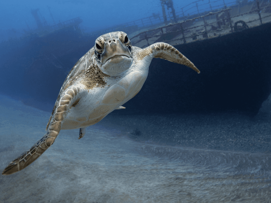 a picture of sea turtle poses in front of the Chien Tong | credit: William Drumm