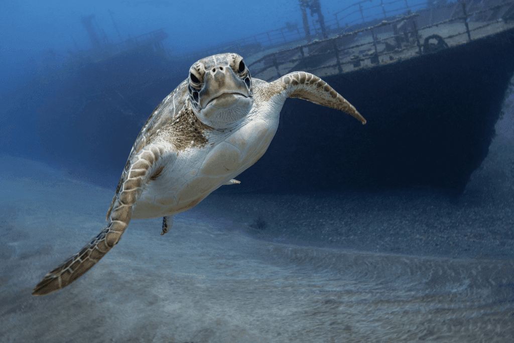 Sea turtle swimming under clear blue ocean water in front of a submerged shipwreck near Golden Rock Resort