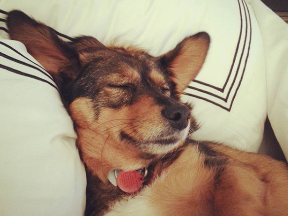 View of dog sleeping on a pillow at Granville Island Hotel