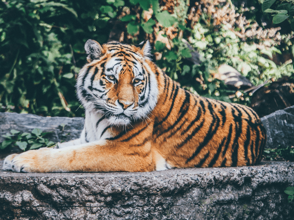 A tiger sitting in Brasov Zoo near Ana Hotels