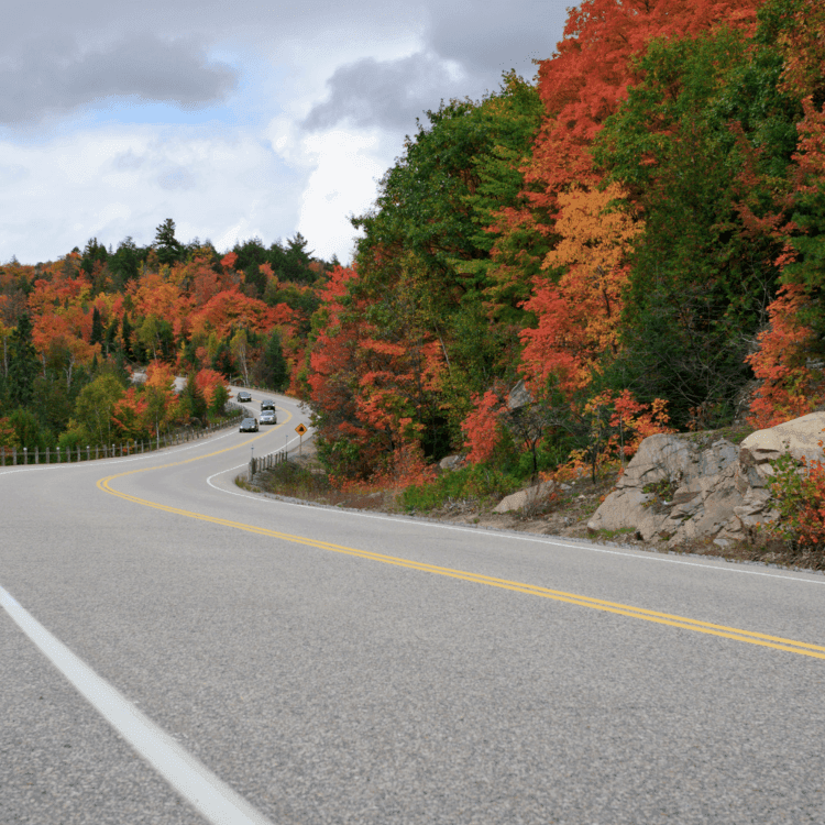 road with fall trees