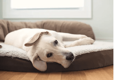 A white dog lying down on a dog bed at Blackcomb Springs Suites