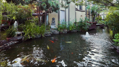 koi pond