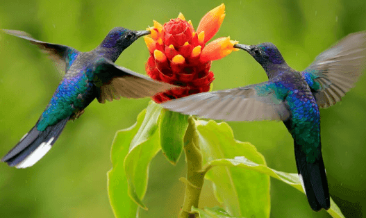 Close-up of hummingbirds by a red ginger flower at Porta Hotel del Lago