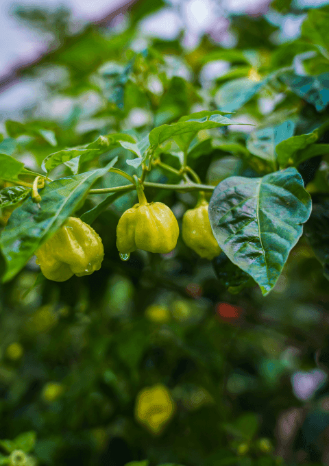 Close-up of Habanero in Organic Farm at Playa Cativo Lodge