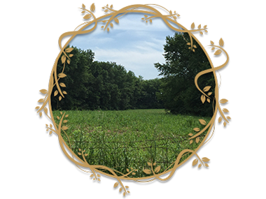 Open field framed by trees.
