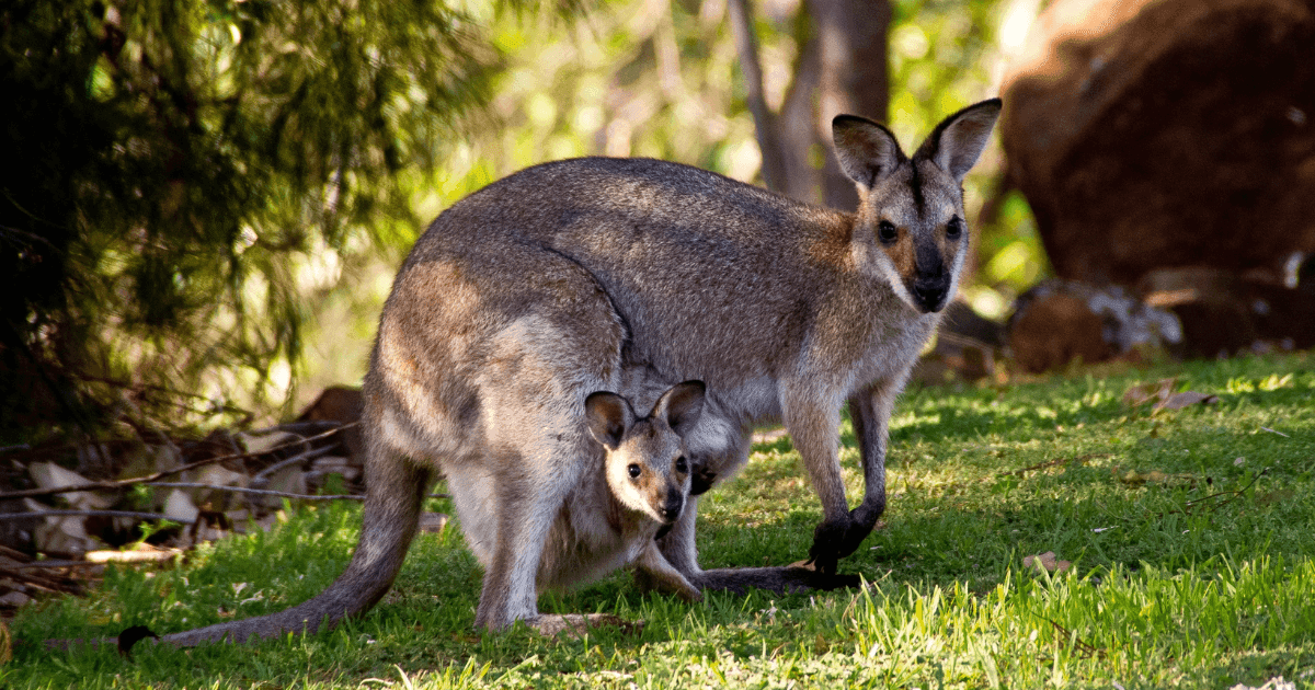 Keep an eye out for some of Tasmania’s furry friends.